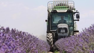 Българският бизнес с лавандула бързо се сблъска с проблеми