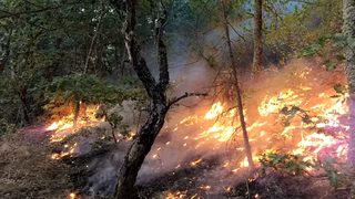 Стотици горски служители са ангажирани денонощно в ръчно гасене на пожари