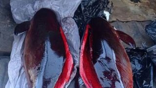 Мъртви защитени делфини са намерени в контейнер за боклук в Бургас