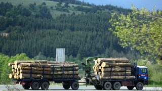Липсата на дървесина: проблемите са много, решенията - неефективни