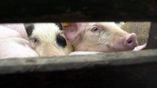 Собственик на свинекомплекси излиза на борсата до няколко месеца