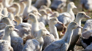 Франция избра германска ваксина за превантивна кампания срещу птичия грип
