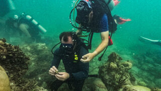 Фотогалерия: Повишаването на температурата на водата във Флорида застрашава кораловите рифове