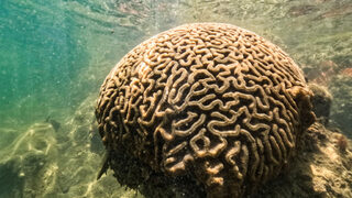 Фотогалерия: Повишаването на температурата на водата във Флорида застрашава кораловите рифове