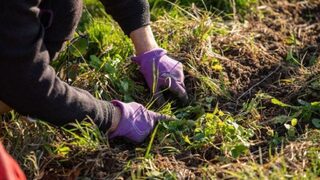 Музиката подпомага растежа на растенията, установиха учени