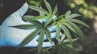 CBD: Пътеводител за употреба на законното вещество от конопа