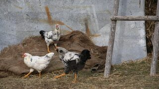 Агенцията <span class="highlight">по</span> храните върна животинските пазари със забрана за свине и птици