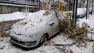 Експерт от Лесотехническия <span class="highlight">университет</span>: Топлата есен е причина за падналите дървета и клони