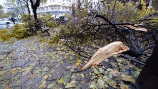 Голям клон падна на главната пешеходна улица в Благоевград