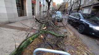 Падналите клони: Кой трябва да ги чисти в София