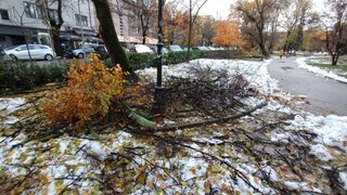 Десетки сигнали за паднали дървета са регистрирани в София