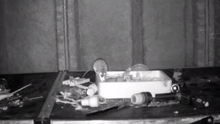 Мишка беше заснета на видео как редовно подрежда в къща във Великобритания