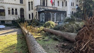 Два бора паднаха пред входа на двореца "Врана"