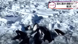 Видео показва как група от най-малко 10 косатки са хванати в капан в ледовете край Северна Япония