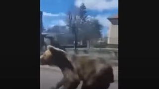 Мечка вилня в град в Словакия, петима души са ранени (видео)