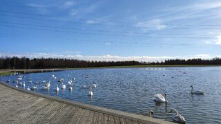 Фотогалерия: Конете, които се превръщат в нещо като хора