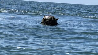 Мина е открита в Черно море в района на Паша дере