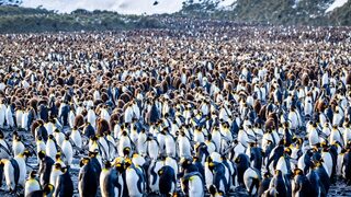 Снимка на деня: 60 000 пингвини приветстват изгрева