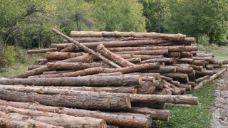Борисов и Пеевски си върнаха контрола върху горите в Лудогорието