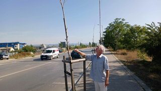 Младите дръвчета в София изсъхват. Само жегата и сушата ли са виновни