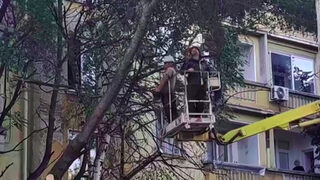 За да сече, общината трябва първо да е засадила същите по площ дървета