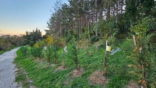 Близо 70 бора ще бъдат изсечени във варненски парк заради строителството на жилищен блок