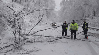 Втори ден проходът Петрохан е затворен заради паднали дървета