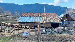 Какво видяхме до кошарите с овцете на бай Рибан край Велинград