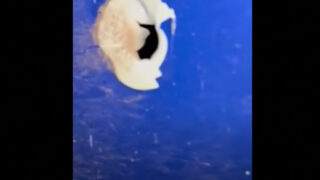 Видео показва дупки като от шрапнели по фюзелажа на падналия азербайджански самолет