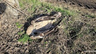 Царски орел загина от токов удар
