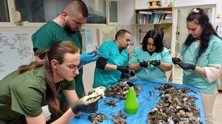 Над 1000 са откритите мъртви птици след новогодишната заря в Копривщица