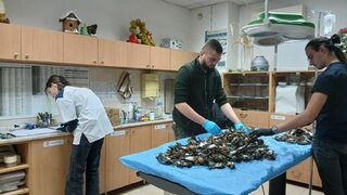 Малшанс: Какво причини масовия мор на птици край Копривщица