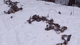 Полицията има два месеца, за да съобщи има ли престъпление в масовата смърт на птици