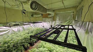 Над 70 кг канабис са иззети от високотехнологична оранжерия край Пазарджик
