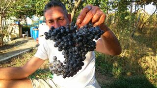 Таралеж във виното