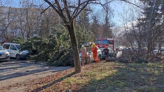 Дърво падна върху движещ се автомобил на бул. "Черни връх" в София