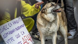 Снимка на деня: "Престъпление, а не гледка" - протестите в защита на животните продължават