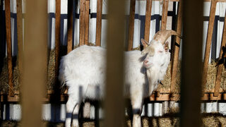 Извънредна ситуация е обявена в Словакия заради шап
