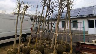 Столичната община започва засаждането над 1600 дървета и декоративни храсти