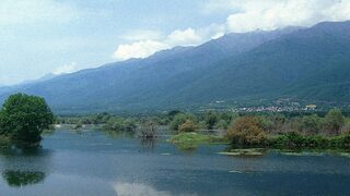 Хиляди декари гори в Беласица и Огражден съхнат заради заболяване