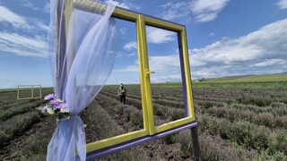 Балонът се спука - пазарът на лавандула се върна години назад