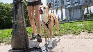 В Австрия обучението за бъдещи собственици на кучета ще стане задължително