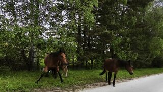Възрастен мъж е с опасност за живота след падане от кон