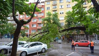 Паднал клон от дърво уби възрастен мъж в Пловдив