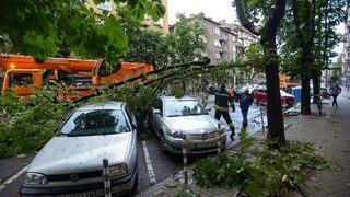 Семейството на починалия мъж от паднал клон в Пловдив ще съди общината