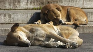 Има опасност от бяс при бездомните животни в столицата
