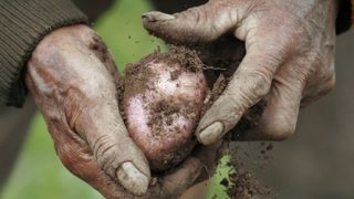 Компанията BASF спря молбите си за разрешителни за ГМ картофи