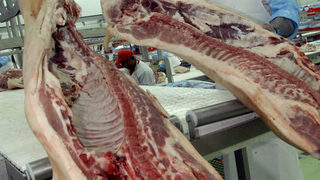 Свиневъди очакват отмяна на мораториума върху износа за ЕС