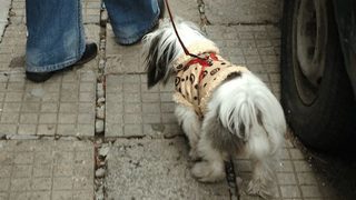 Отрова убива кучета в Младежкия парк на Русе