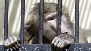 Учредяват съсловна организация на зоопарковете